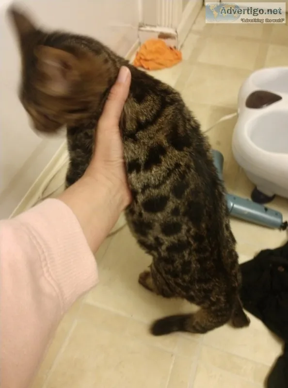 Bengal kittens breeding rights