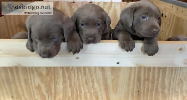 AKC Silver Labrador puppies