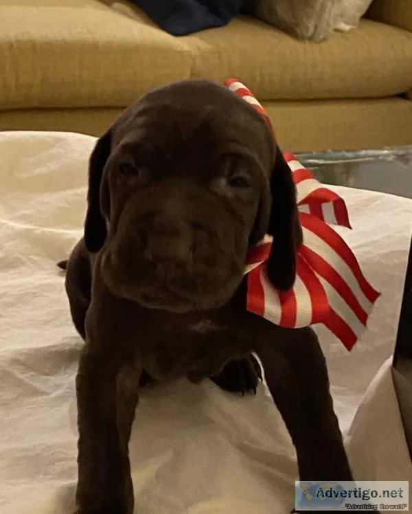Adorable GSP puppies