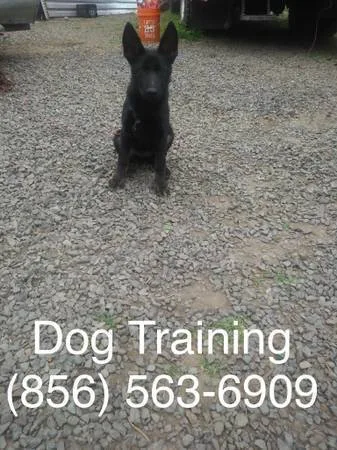  complete dog training 