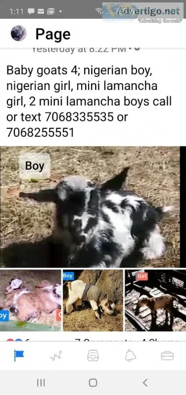 Baby Goats