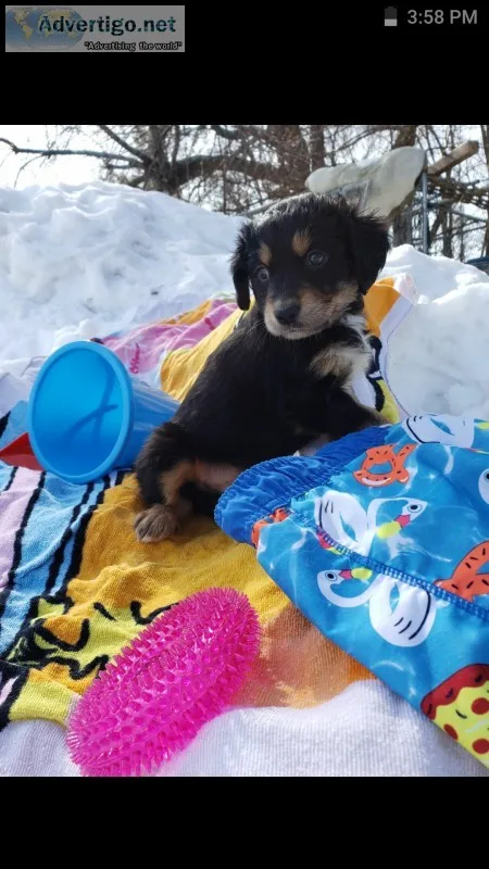 Australian retriever puppy