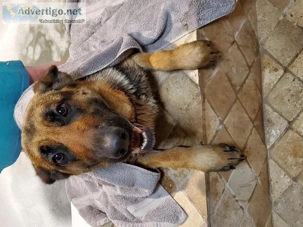 Female German Shepherd dog