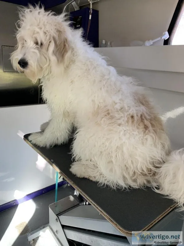 House call pet grooming