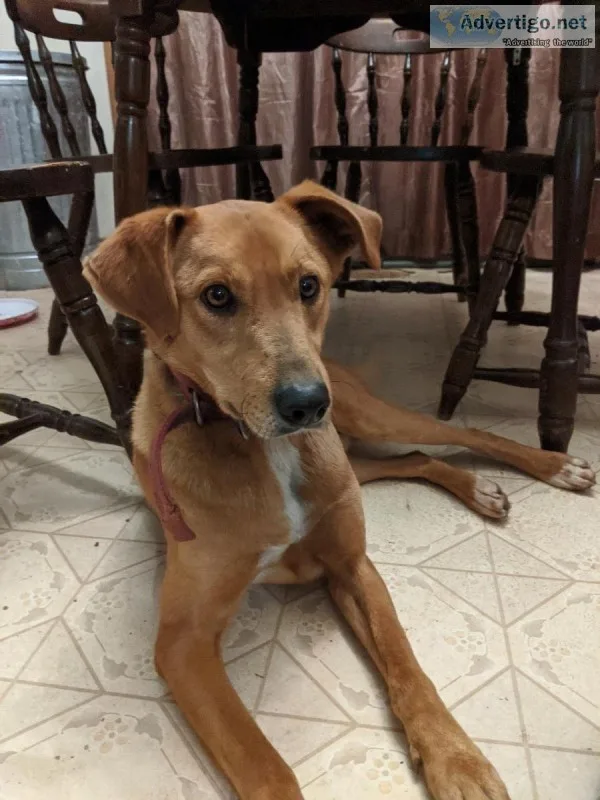 3-4 yr. old Rhodesian ridgeback mix male