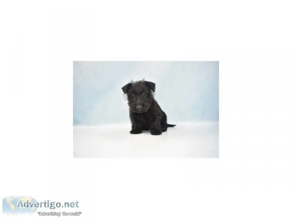 Scottish terrier