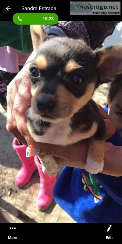Chihuahua