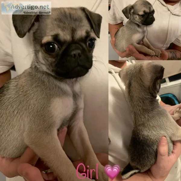 Full Breed Pug Puppies