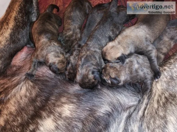 AKC English Mastiff Puppies born 3-9-2020