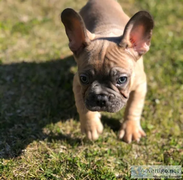 French bulldogs puppies Males