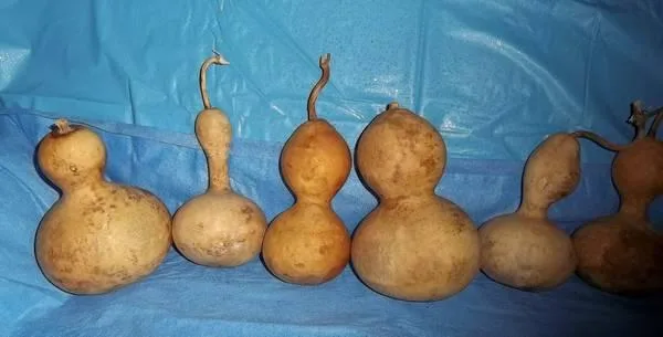 Gourds  Great For Art Projects