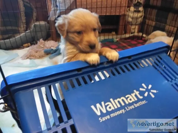 Australian retriever puppy