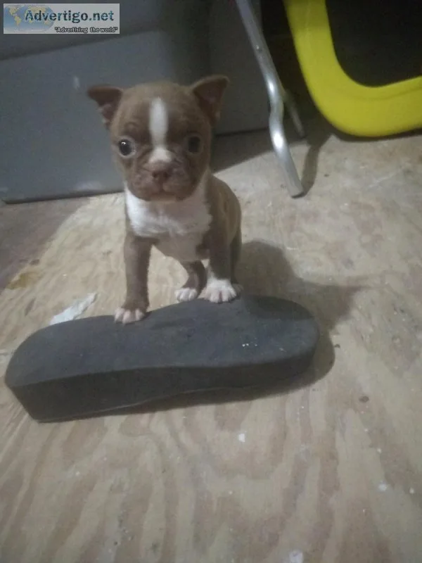 Boston terrier pup sale pending