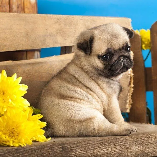 Pug puppies for sale near me