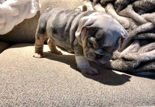 English bulldog puppies