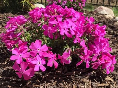 Phlox Ground Cover