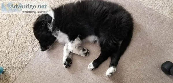 AKC registered border collie male