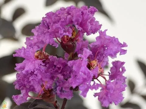 Black Diamond Crape Myrtles