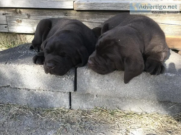 AKC chocolate Lab puppies