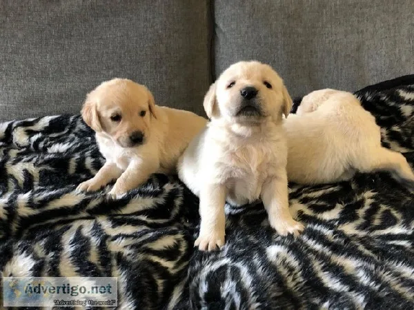 Golden Retriever Puppies for sale