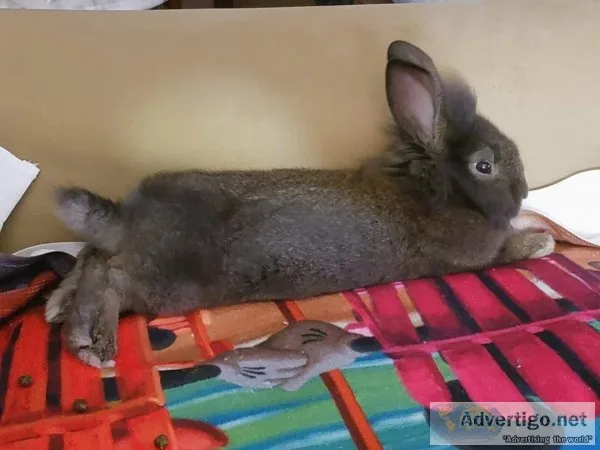 Lion Head Rabbit with everything included.