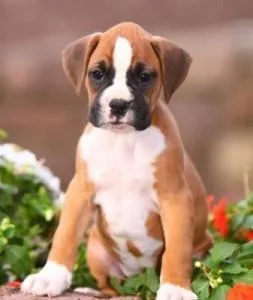 Mazim Boxer Puppies now available and seeking their forever home