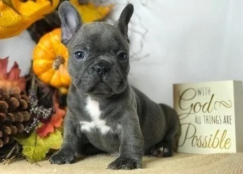 Lilac and blue platinum french bulldog puppies