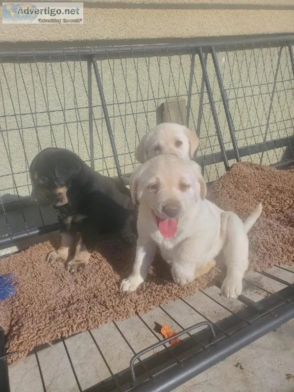 Cute pure lab puppies