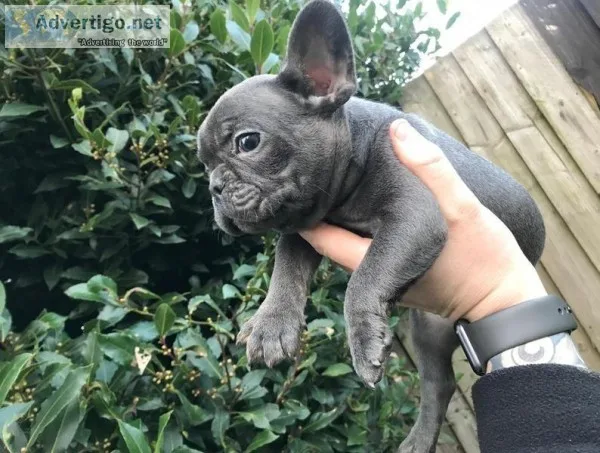 Beautiful kc reg French bulldog puppies (Nellis AFB NV)