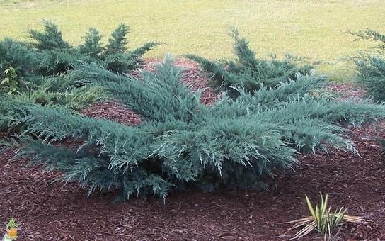 Junipers
