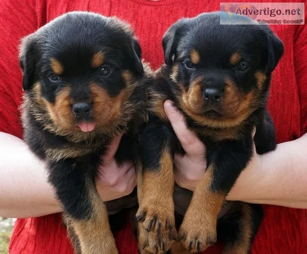 Tommys AKC Registered Rottweiler