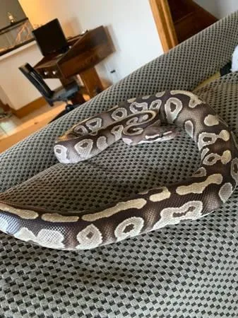Male ball python and tank set up