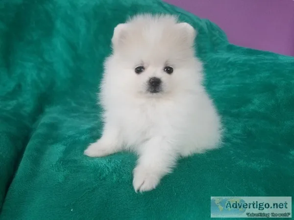 Carthy Pomeranuan puppies