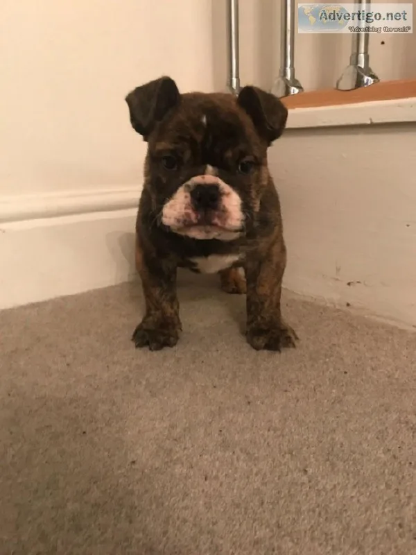 AKC Registered English  Puppies and Adults