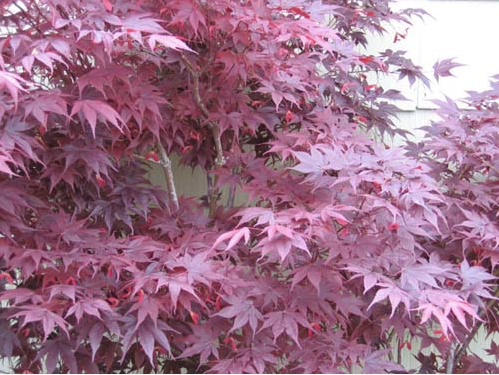 Bloodgood Japanese Maple
