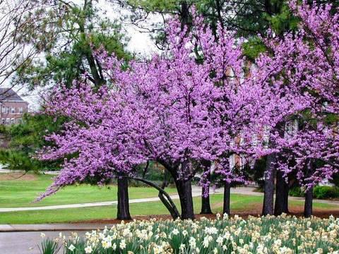 Forest Pansy Redbud Trees