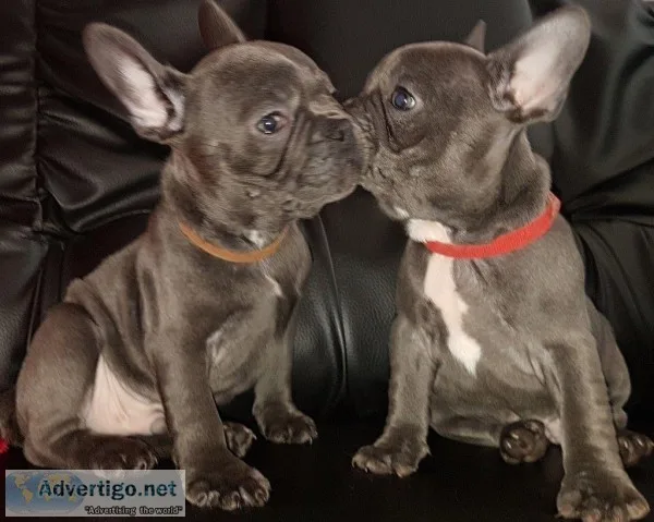 DaVinchi AKC Male French Bulldog
