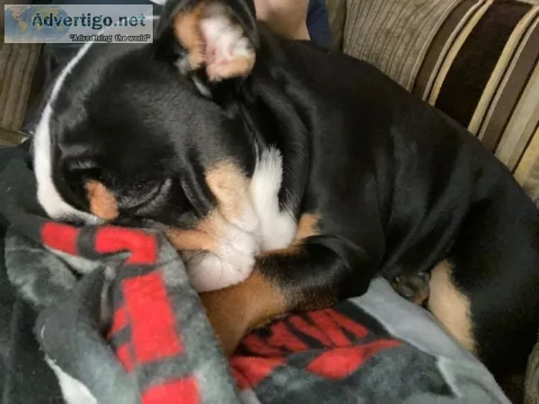 Absolutely Healthy Yorkie Puppy