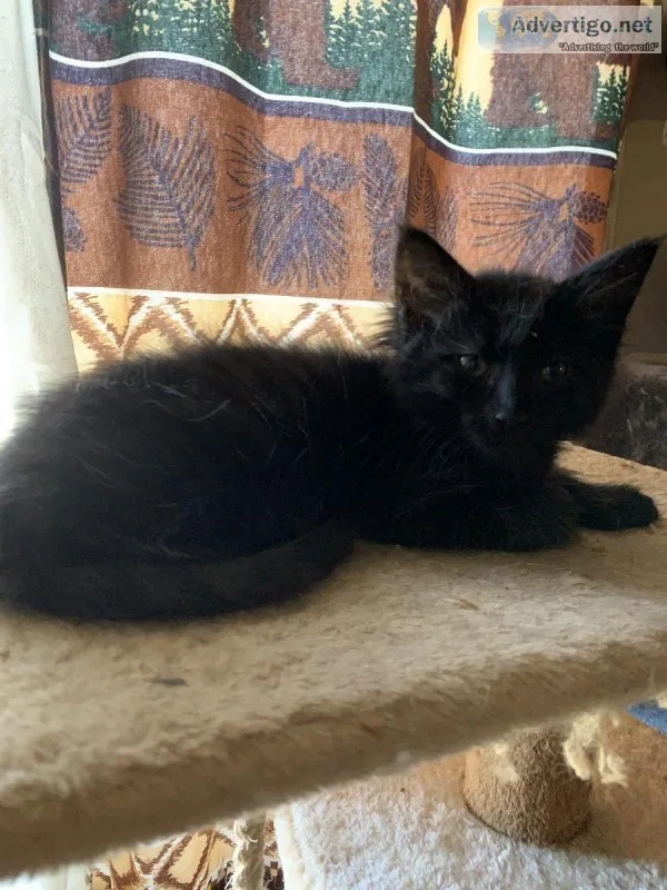 Russian Maine Coon mix kittens
