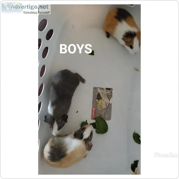 Baby Guinea Pigs