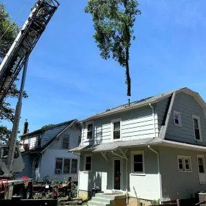 Tree Trimming Lynchburg