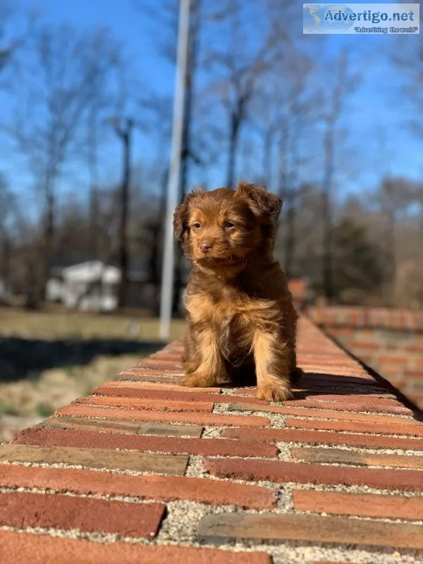Adorable Shorkiepoos