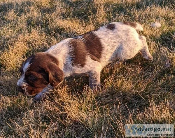 Wirehaired pointing griffon x German