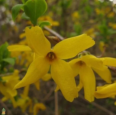 Forsythia Bushes for Sale