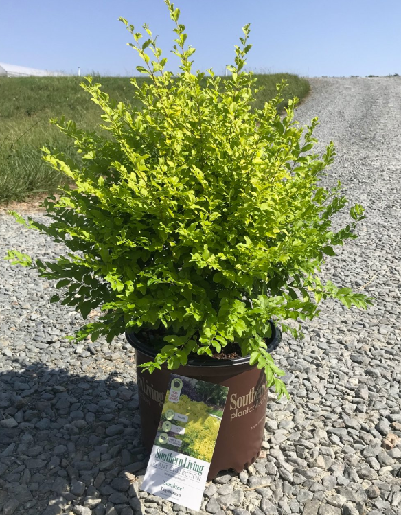 Sunshine Ligustrum