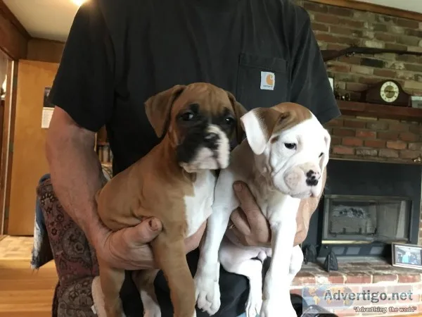 AKC reg Boxer pups