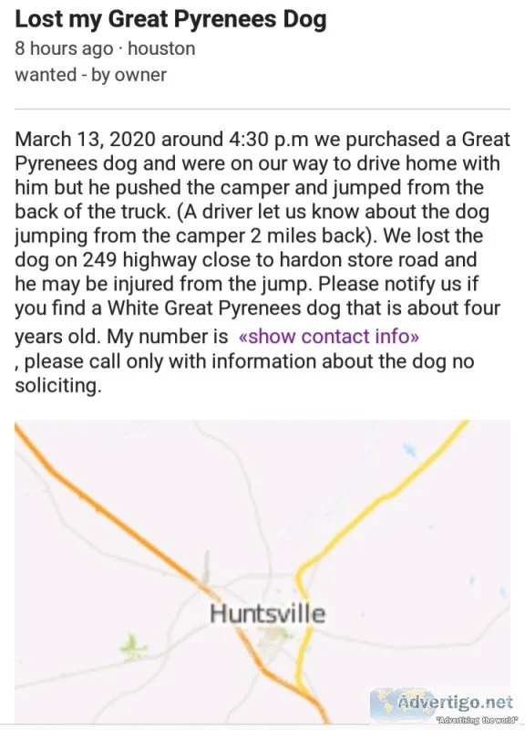 Lost dog 