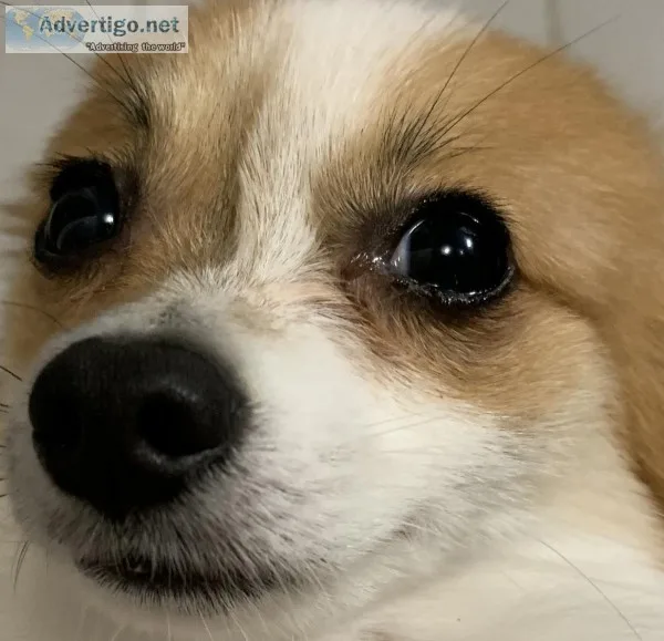 Male Pomeranian akc
