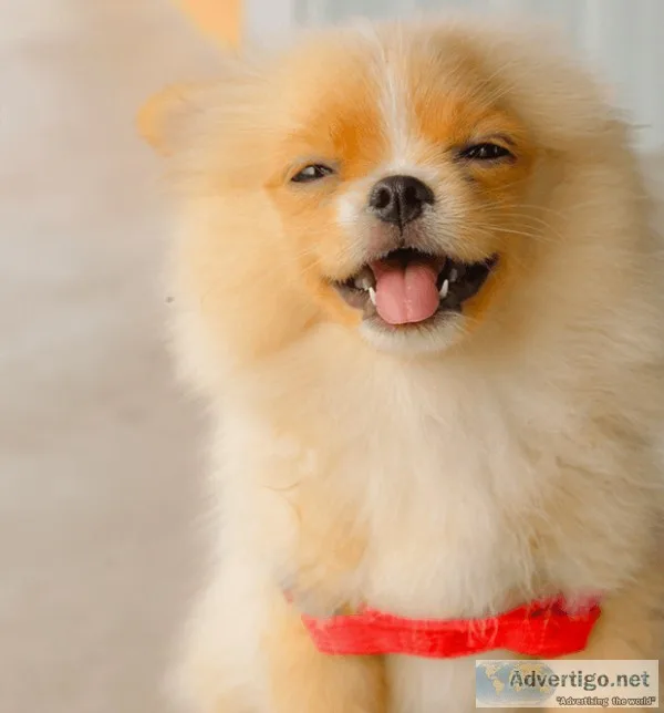 Dog Boarding El Paso Texas Pet Boarding El Paso Texas