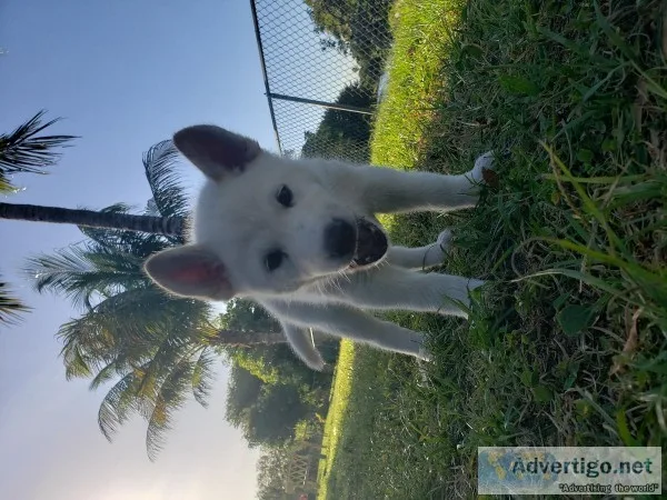 White German ShepherdWhite Husky mix